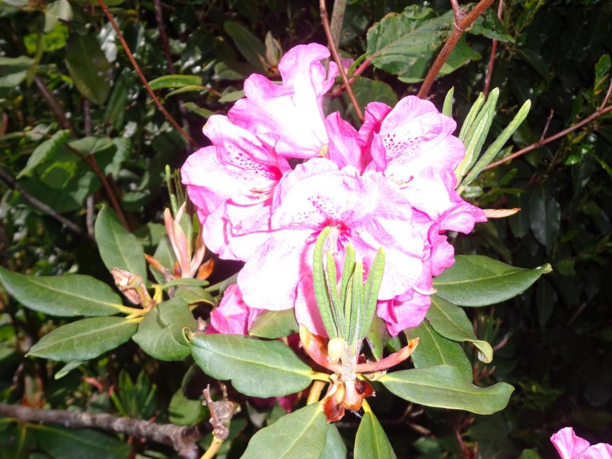 Les Fleurs Du Mont Caux Exterior foto