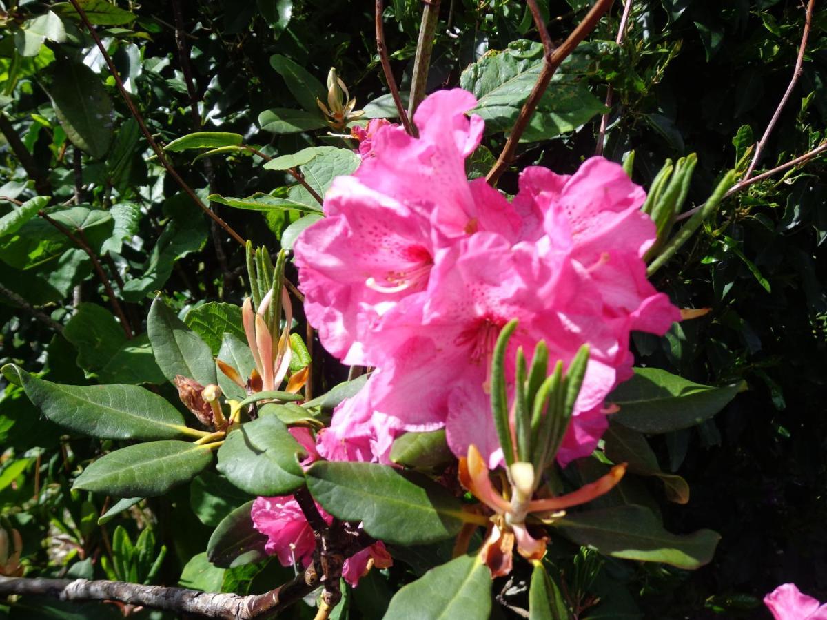 Les Fleurs Du Mont Caux Exterior foto