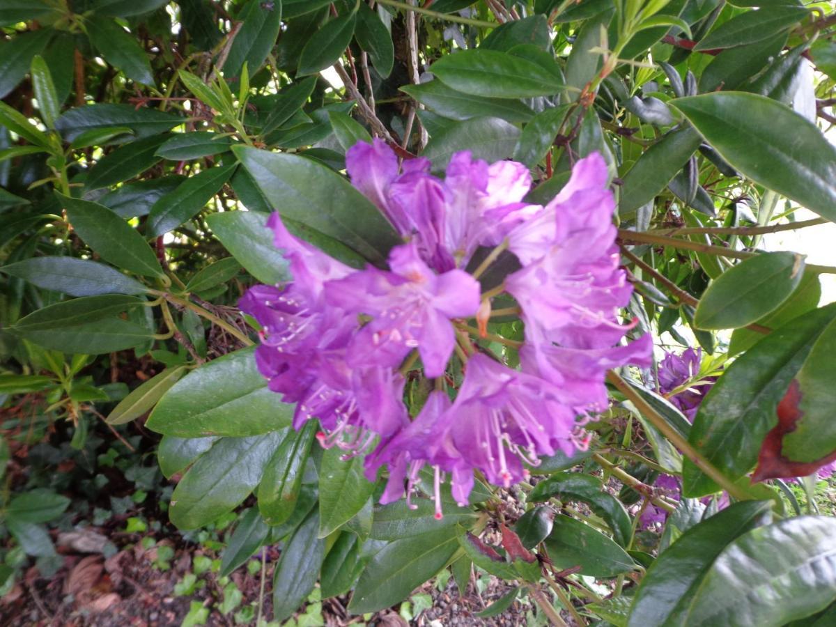 Les Fleurs Du Mont Caux Exterior foto
