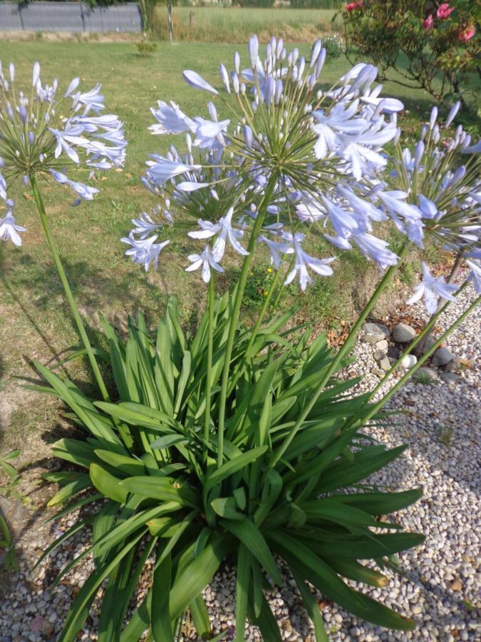 Les Fleurs Du Mont Caux Exterior foto