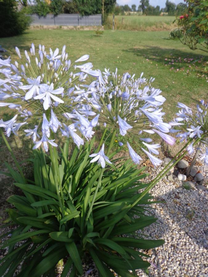 Les Fleurs Du Mont Caux Exterior foto